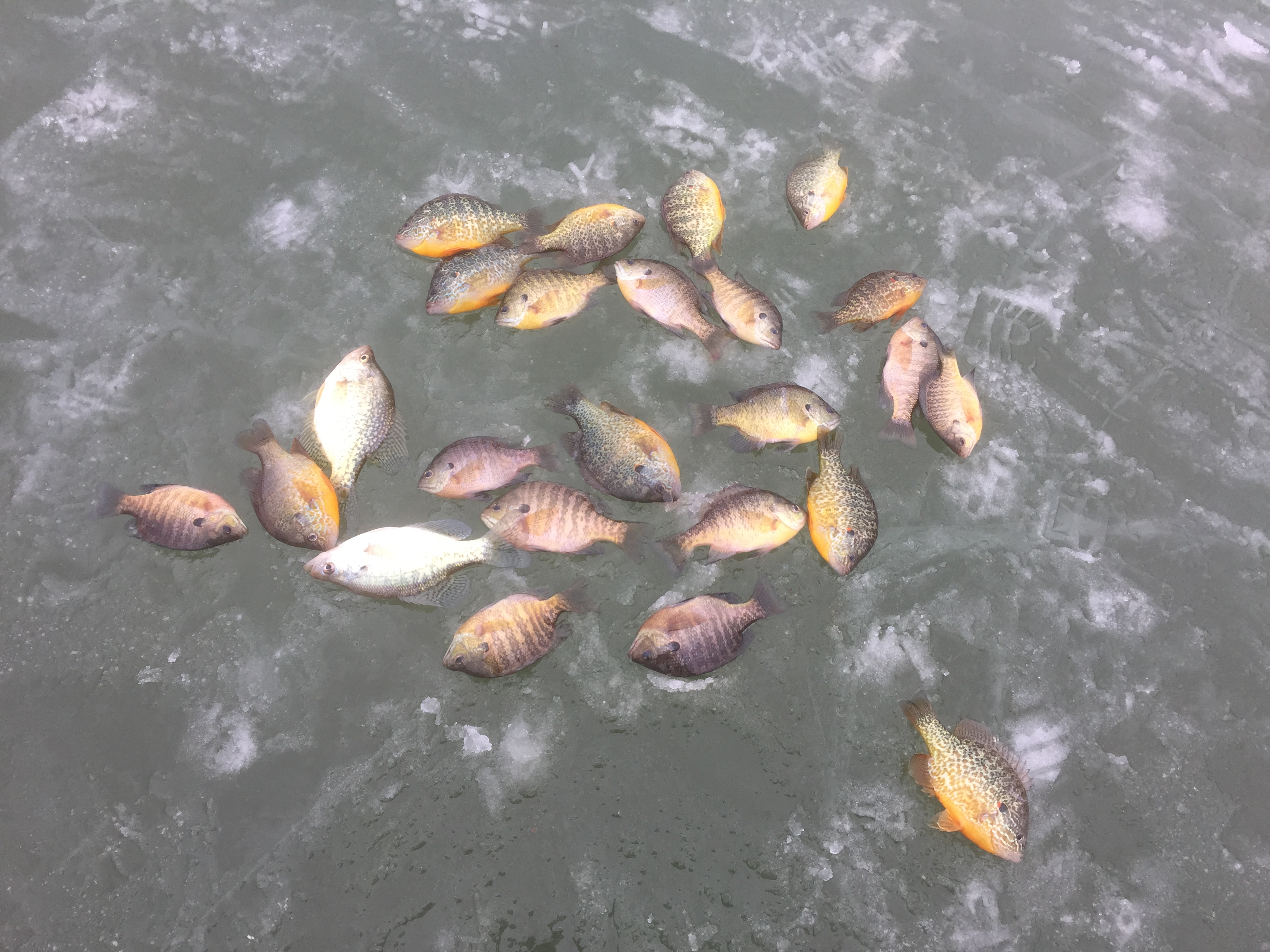 2015 01 06 ice fishing jeremy ohio fish on ice