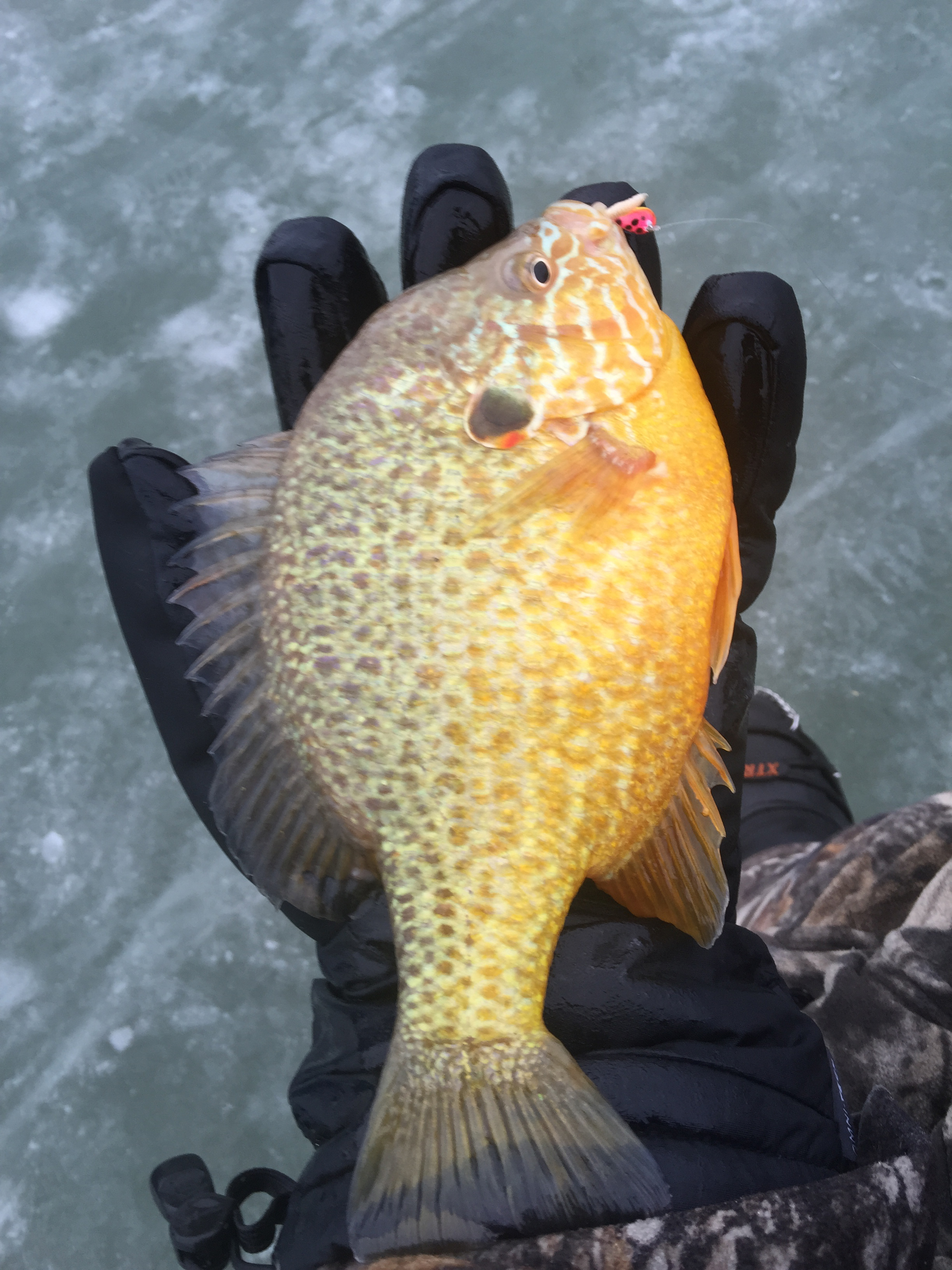2015 01 06 ice fishing jeremy pumpkinseed sunfish